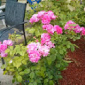 Meet your Posher, Bob & wendy